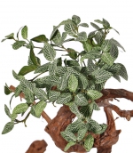 Kunstplant Fittoniabush (Mozaiekplant) 33cm